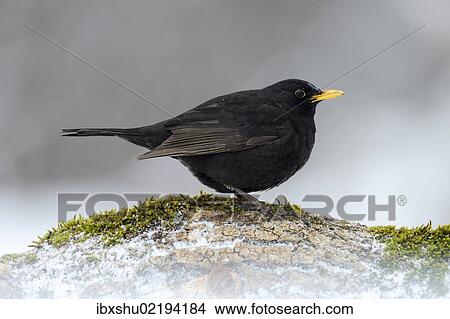 "Blackbird (Turdus merula), male, Bulgaria, Europe" View Large Photo Image Picture - "Blackbird (Turdus merula), male, Bulgaria, Europe". Fotosearch
