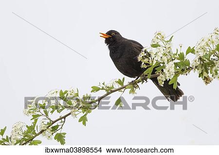 "Blackbird (Turdus merula), male perched on a branch with blossoms, chirping, North Hesse, Hesse, Germany, Europe" View Large Photo Image Picture - "Blackbird (Turdus merula), male perched on a branch with blossoms, chirping, North Hesse, Hesse, Germany, Europe". Fotosearch