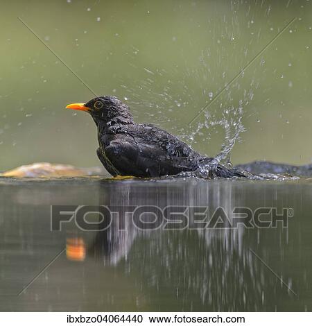"Blackbird (Turdus merula), male, bathing, Kiskunsag National Park, Hungary, Europe" View Large Photo Image Stock Image - "Blackbird (Turdus merula), male, bathing, Kiskunsag National Park, Hungary, Europe". Fotosearch