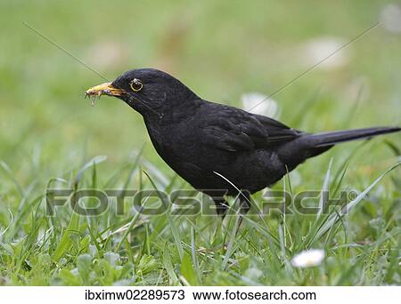 "Blackbird (Turdus merula), male, gathering insects in its beak" View Large Photo Image Stock Image - "Blackbird (Turdus merula), male, gathering insects in its beak". Fotosearch