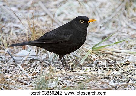 "Blackbird (Turdus merula), male, Tyrol, Austria, Europe" View Large Photo Image Stock Image - "Blackbird (Turdus merula), male, Tyrol, Austria, Europe". Fotosearch
