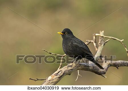 "Blackbird (Turdus merula), male, Tyrol, Austria, Europe" View Large Photo Image Stock Photo - "Blackbird (Turdus merula), male, Tyrol, Austria, Europe". Fotosearch