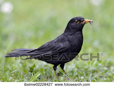 "Blackbird (Turdus merula), male, collecting insects in its beak" View Large Photo Image Stock Photo - "Blackbird (Turdus merula), male, collecting insects in its beak". Fotosearch