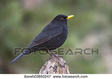 "Blackbird (Turdus merula), male, Tyrol, Austria, Europe" View Large Photo Image Stock Photo - "Blackbird (Turdus merula), male, Tyrol, Austria, Europe". Fotosearch