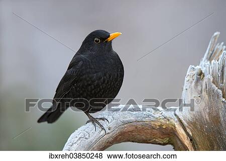 Stock Photo - "Blackbird (Turdus merula), male, Tyrol, Austria, Europe". Fotosearch