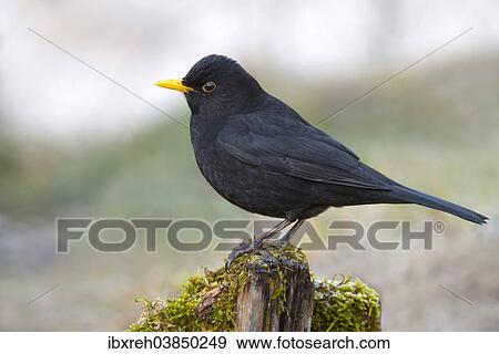 "Blackbird (Turdus merula), male, Tyrol, Austria, Europe" View Large Photo Image Stock Photo - "Blackbird (Turdus merula), male, Tyrol, Austria, Europe". Fotosearch