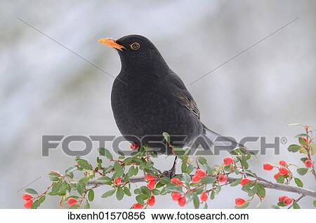 "Blackbird (Turdus merula), male" View Large Photo Image Stock Photograph - "Blackbird (Turdus merula), male". Fotosearch