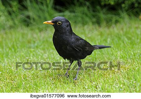 "Blackbird (Turdus merula), male" View Large Photo Image Stock Photograph - "Blackbird (Turdus merula), male". Fotosearch