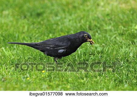 "Blackbird (Turdus merula), male, with a worm in it's beak" View Large Photo Image Stock Photo - "Blackbird (Turdus merula), male, with a worm in it's beak". Fotosearch