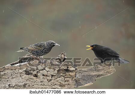 Blackbird (Turdus merula) threatening European Starling (Sturnus vulgaris) View Large Photo Image Stock Photograph - Blackbird (Turdus merula) threatening European Starling (Sturnus vulgaris). Fotosearch
