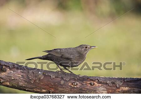 "Blackbird (Turdus merula), Tyrol, Austria, Europe" View Large Photo Image Stock Photo - "Blackbird (Turdus merula), Tyrol, Austria, Europe". Fotosearch