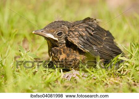 "Blackbird (Turdus merula), young sitting in the grass, Lower Saxony, Germany, Europe" View Large Photo Image Stock Photo - "Blackbird (Turdus merula), young sitting in the grass, Lower Saxony, Germany, Europe". Fotosearch