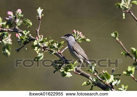 Stock Photography - "Blackcap (Sylvia atricapilla), male in an apple tree, Germany, Europe". Fotosearch