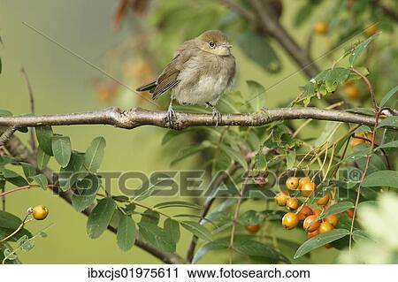 Stock Image - "Blackcap (Sylvia atricapilla), young bird perched on tree branch, waiting to be fed". Fotosearch