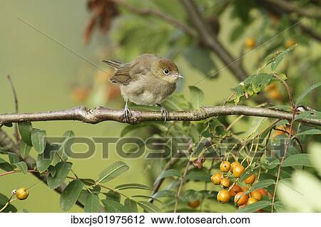 "Blackcap (Sylvia atricapilla), young bird perched on tree branch, waiting to be fed" View Large Photo Image Stock Image - "Blackcap (Sylvia atricapilla), young bird perched on tree branch, waiting to be fed". Fotosearch