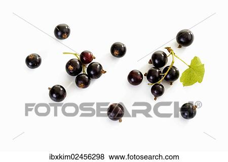 Blackcurrants (Ribes nigrum) View Large Photo Image Stock Photo - Blackcurrants (Ribes nigrum). Fotosearch