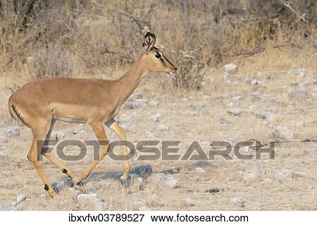 "Blacked-faced Impala (Aepyceros melampus petersi), Etosha National Park, Namibia, Africa" View Large Photo Image Stock Photo - "Blacked-faced Impala (Aepyceros melampus petersi), Etosha National Park, Namibia, Africa". Fotosearch