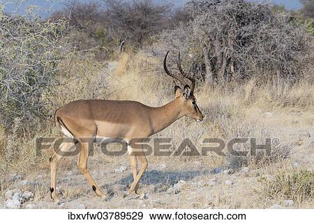 "Blacked-faced Impala (Aepyceros melampus petersi), Etosha National Park, Namibia, Africa" View Large Photo Image Stock Photo - "Blacked-faced Impala (Aepyceros melampus petersi), Etosha National Park, Namibia, Africa". Fotosearch
