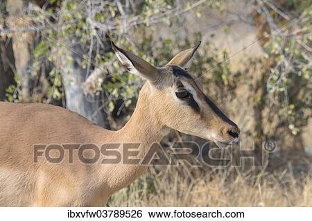 "Blacked-faced Impala (Aepyceros melampus petersi), Etosha National Park, Namibia, Africa" View Large Photo Image Stock Photograph - "Blacked-faced Impala (Aepyceros melampus petersi), Etosha National Park, Namibia, Africa". Fotosearch