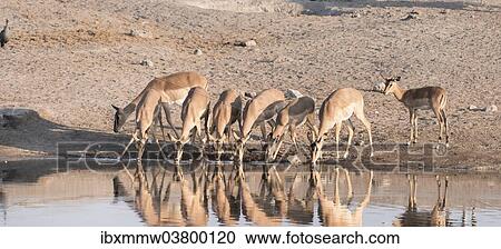 "Blacked-faced Impala or Black-faced Impala (Aepyceros melampus petersi), herd drinking at the Chudop waterhole, Etosha National Park, Namibia, Africa" View Large Photo Image Stock Image - "Blacked-faced Impala or Black-faced Impala (Aepyceros melampus petersi), herd drinking at the Chudop waterhole, Etosha National Park, Namibia, Africa". Fotosearch