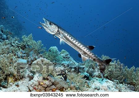 "Blackfin Barracuda (Sphyraena qenie) in cleaning station with Bluestreak Cleaner Wrasse (Labroides dimidiatus), Red Sea, Egypt, Africa" View Large Photo Image Stock Photography - "Blackfin Barracuda (Sphyraena qenie) in cleaning station with Bluestreak Cleaner Wrasse (Labroides dimidiatus), Red Sea, Egypt, Africa". Fotosearch
