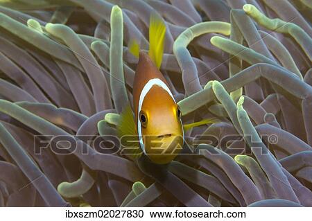 "Blackfinned Anemonefish or Maldives Anemonefish (Amphiprion nigripes), clownfish, Noonu Atoll, Maldives, Indian Ocean, Asia" View Large Photo Image Stock Image - "Blackfinned Anemonefish or Maldives Anemonefish (Amphiprion nigripes), clownfish, Noonu Atoll, Maldives, Indian Ocean, Asia". Fotosearch