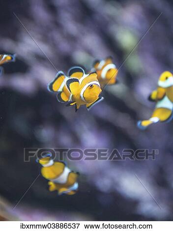 Stock Photo - "Blackfinned Clownfish, Clown Anemonefish or Orange Clownfish (Amphiprion percula), captive". Fotosearch