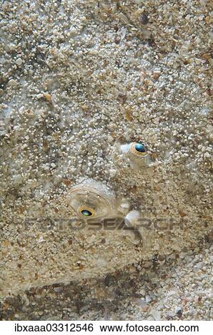 "Blackhand Sole (Pegusa nasuta), Black Sea, Crimea, Ukraine, Europe" View Large Photo Image Stock Photograph - "Blackhand Sole (Pegusa nasuta), Black Sea, Crimea, Ukraine, Europe". Fotosearch