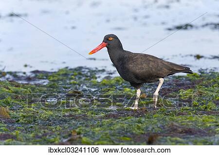 Stock Photograph - "Blackish Oystercatcher (Haematopus ater), Westpoint Island, Falkland Islands, United Kingdom, South America". Fotosearch