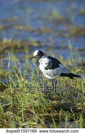 "Blacksmith Lapwing or Blacksmith Plover (Vanellus armatus), Okavango Delta, Botswana, Africa" View Large Photo Image Stock Photo - "Blacksmith Lapwing or Blacksmith Plover (Vanellus armatus), Okavango Delta, Botswana, Africa". Fotosearch