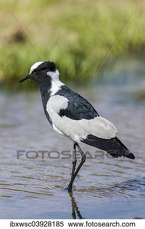 Stock Photography - "Blacksmith Lapwing (Vanellus armatus), Kaokoland, Namibia, Africa". Fotosearch