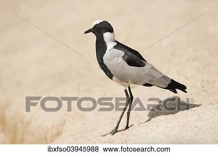 "Blacksmith Plover or Blacksmith Lapwing (Vanellus armatus), captive, Lower Saxony, Germany, Europe" View Large Photo Image Stock Photo - "Blacksmith Plover or Blacksmith Lapwing (Vanellus armatus), captive, Lower Saxony, Germany, Europe". Fotosearch