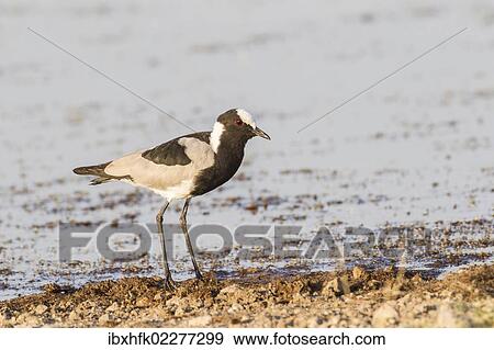 "Blacksmith plover (Vanellus armatus), Etosha National Park, Namibia, Africa" View Large Photo Image Stock Photo - "Blacksmith plover (Vanellus armatus), Etosha National Park, Namibia, Africa". Fotosearch