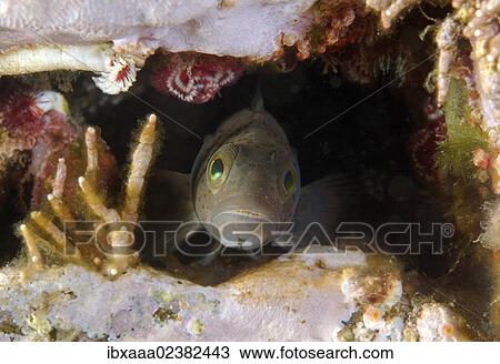 "Blackspot ronquil (Bathymaster derjugini, Lindberg), Japan Sea, Primorsky Krai, Russian Federation, Far East" View Large Photo Image Stock Image - "Blackspot ronquil (Bathymaster derjugini, Lindberg), Japan Sea, Primorsky Krai, Russian Federation, Far East". Fotosearch