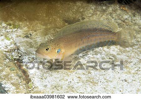"Blackspot Ronquil (Bathymaster derjugini), Sea of Japan, Primorsky Krai, Russia, Europe" View Large Photo Image Stock Image - "Blackspot Ronquil (Bathymaster derjugini), Sea of Japan, Primorsky Krai, Russia, Europe". Fotosearch