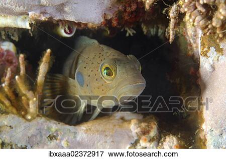 "Blackspot ronquil (Bathymaster derjugini Lindberg), Japan Sea, Far East, Primorsky Krai, Russian Federation" View Large Photo Image Stock Photo - "Blackspot ronquil (Bathymaster derjugini Lindberg), Japan Sea, Far East, Primorsky Krai, Russian Federation". Fotosearch