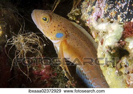 Stock Photo - "Blackspot ronquil (Bathymaster derjugini Lindberg), Japan Sea, Far East, Primorsky Krai, Russian Federation". Fotosearch