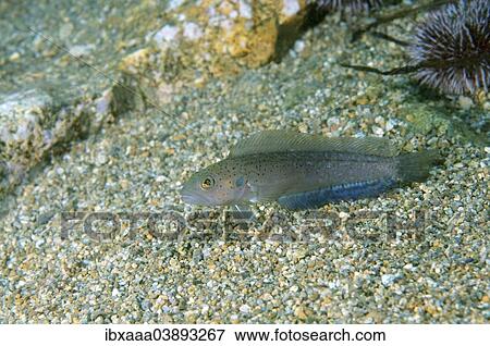 "Blackspot Ronquil (Bathymaster derjugini), Sea of Japan, Primorsky Krai, Russia, Europe" View Large Photo Image Stock Photo - "Blackspot Ronquil (Bathymaster derjugini), Sea of Japan, Primorsky Krai, Russia, Europe". Fotosearch
