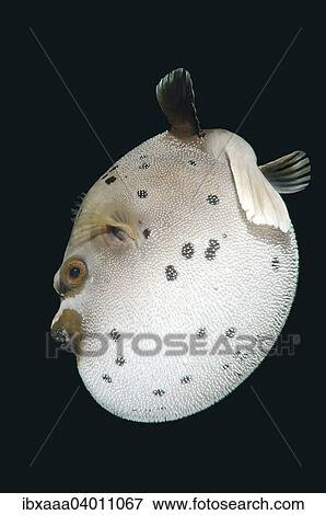 "Blackspotted Puffer or Dog-faced Puffer (Arothron nigropunctatus), Bohol Sea, Philippines, Asia" View Large Photo Image Stock Photo - "Blackspotted Puffer or Dog-faced Puffer (Arothron nigropunctatus), Bohol Sea, Philippines, Asia". Fotosearch