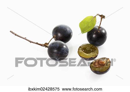 Blackthorn or Sloe (Prunus spinosa) View Large Photo Image Stock Photography - Blackthorn or Sloe (Prunus spinosa). Fotosearch