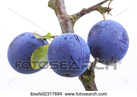 Picture - "Blackthorn, sloe (Prunus spinosa), berries". Fotosearch