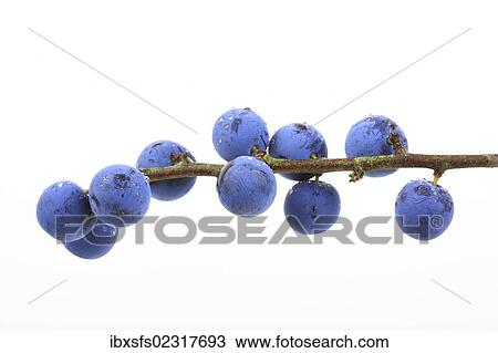 "Blackthorn, sloe (Prunus spinosa), berries" View Large Photo Image Stock Image - "Blackthorn, sloe (Prunus spinosa), berries". Fotosearch