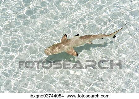 Picture - "Blacktip Reef Shark (Carcharhinus melanopterus), Kurendhoo Island, Lhaviyani Atoll, Maldives, Asia". Fotosearch