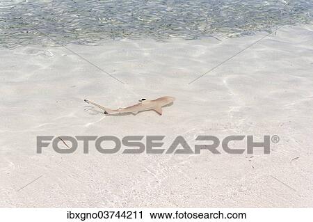 Stock Image - "Blacktip Reef Shark (Carcharhinus melanopterus) in shallow water, Kurendhoo Island, Lhaviyani Atoll, Maldives, Asia". Fotosearch