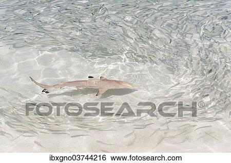 "Blacktip Reef Shark (Carcharhinus melanopterus) chasing a school of fish in shallow water, Kurendhoo Island, Lhaviyani Atoll, Maldives, Asia" View Large Photo Image Stock Photograph - "Blacktip Reef Shark (Carcharhinus melanopterus) chasing a school of fish in shallow water, Kurendhoo Island, Lhaviyani Atoll, Maldives, Asia". Fotosearch