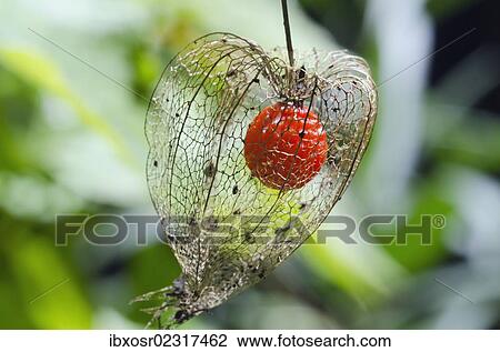 Stock Image - "Bladder cherry, Chinese lantern (Physalis alkekengi franchetii Orange), ripe fruit, Bavaria, Germany, Europe". Fotosearch