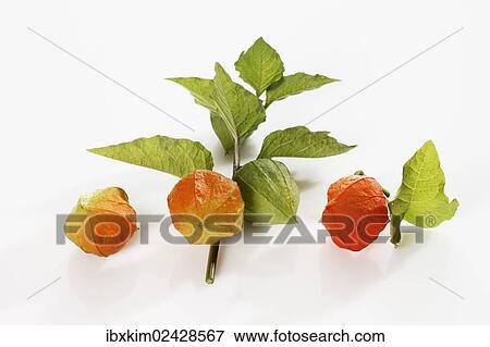 "Bladder Cherry, Chinese Lantern, Japanese Lantern or Winter Cherry (Physalis alkekengi)" View Large Photo Image Stock Photo - "Bladder Cherry, Chinese Lantern, Japanese Lantern or Winter Cherry (Physalis alkekengi)". Fotosearch