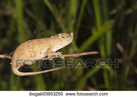 Stock Image - "Blade Chameleon (Calumma gallus), female, Madagascar, Africa". Fotosearch