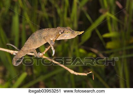 "Blade Chameleon (Calumma gallus), male, Madagascar, Africa" View Large Photo Image Stock Image - "Blade Chameleon (Calumma gallus), male, Madagascar, Africa". Fotosearch