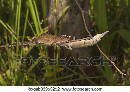 "Blade Chameleons (Calumma gallus), pair, Madagascar, Africa" View Large Photo Image Stock Image - "Blade Chameleons (Calumma gallus), pair, Madagascar, Africa". Fotosearch